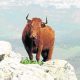 beware of the bull in spain by rough guide author geoff garvey