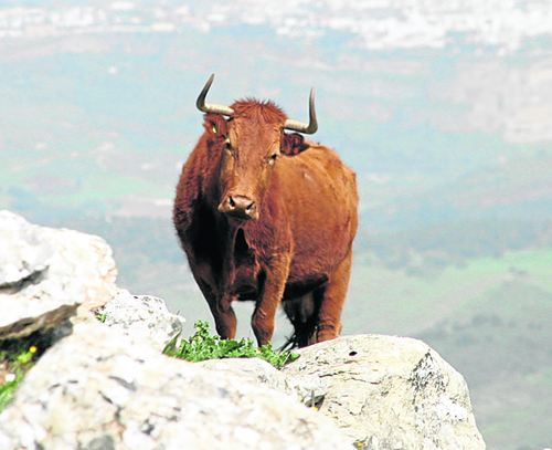 beware of the bull in spain by rough guide author geoff garvey