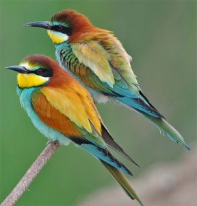 birdwatching andalucia
