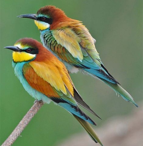 birdwatching andalucia