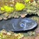 moray eel scuba e