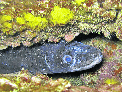 moray eel scuba e