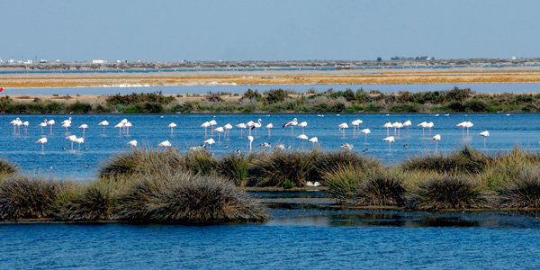 Doñana national park