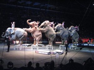 Elephants circus