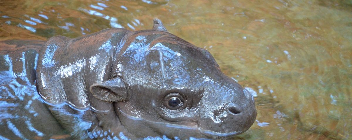 pygmi hippo