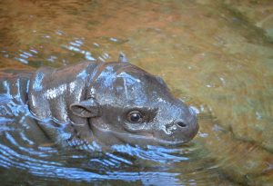 pygmi hippo