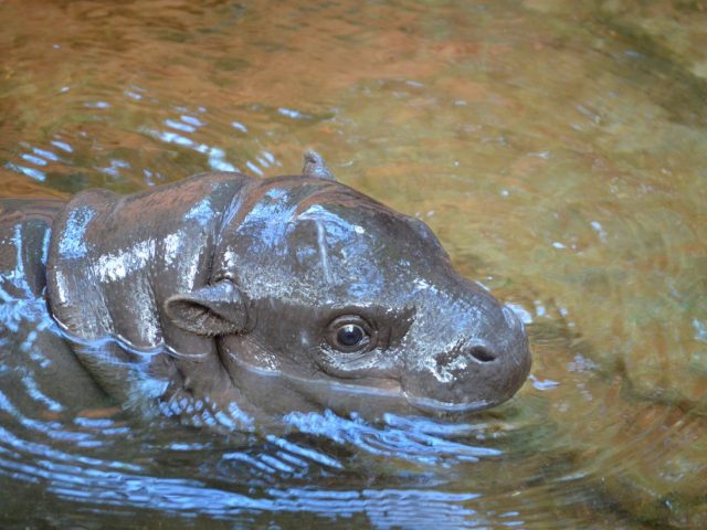 pygmi hippo