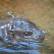 pygmi hippo