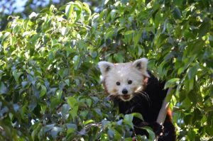 Red Panda at Fuengirola Bioparc