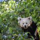 Red Panda at Fuengirola Bioparc