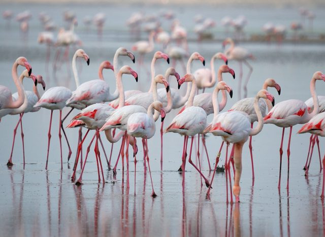 flamencos