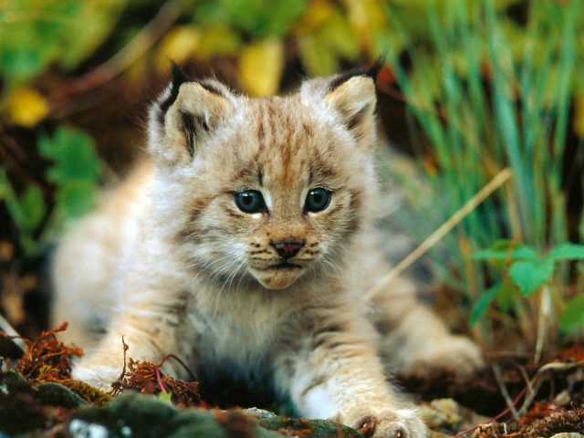 lynx