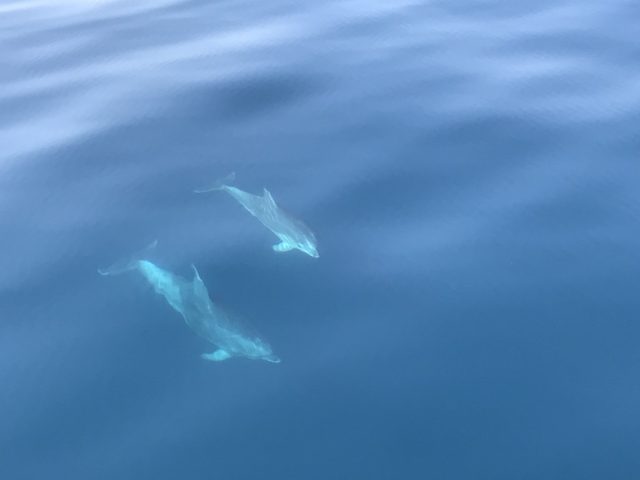 dolphins