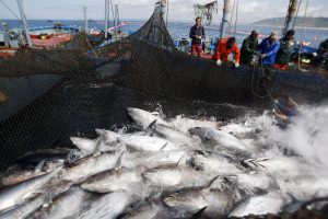 tuna